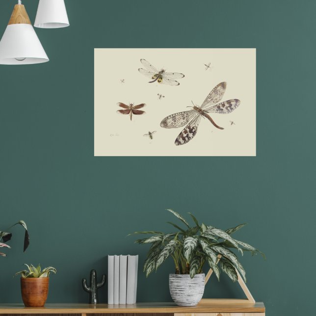 Libellen 18. Jahrhundert Kunst Poster (Wohnzimmer 1)