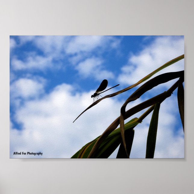 Libellen am blauen Himmel Poster (Vorne)