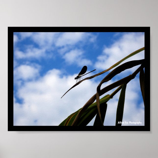 Libellen am blauen Himmel Poster (Vorne)