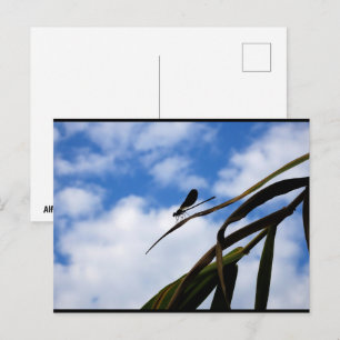 Libellen am blauen Himmel Postkarte