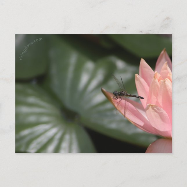 Libellen auf einem Vorstadtteich Ankündigungspostkarte (Vorderseite)
