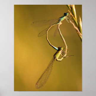 Libellen beim Paarung in goldenem Licht Makro Natu Poster