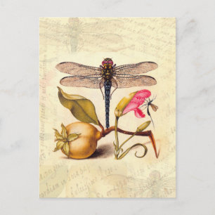Libellen-Botanische-Natur-Wildlife-Hoefnagel-Kunst Postkarte
