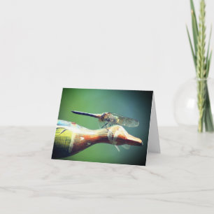 Libellen-Co-Pilot Naturfotografie