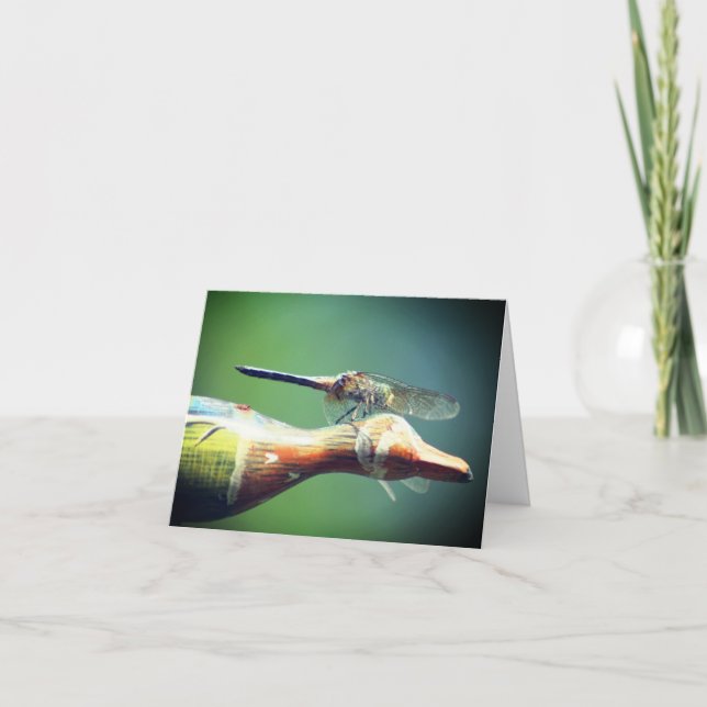 Libellen-Co-Pilot Naturfotografie  (Vorderseite)