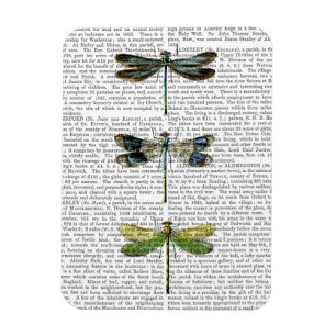 Libellen drucken 3 magnet