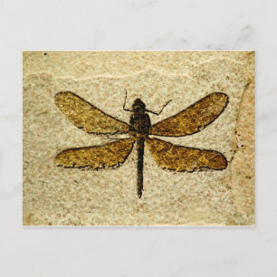 Libellen-Fossil-Postkarte Postkarte