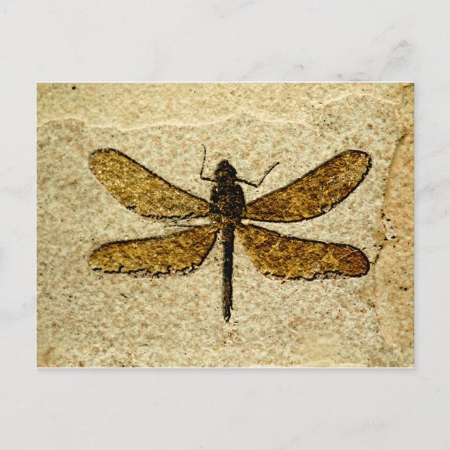 Libellen-Fossil-Postkarte Postkarte (Vorderseite)