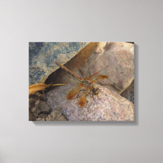 Libellen-Foto auf Leinwanddruck