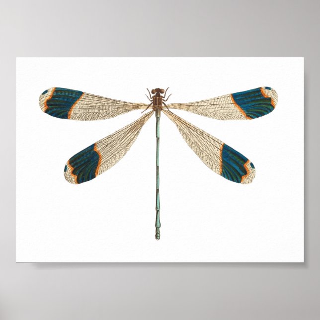 Libellen-Illustration Poster (Vorne)