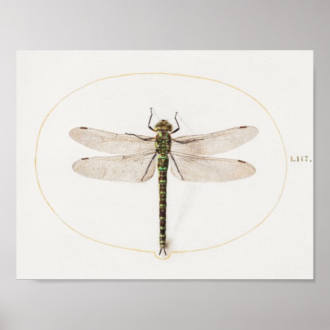 Libellen-Illustrationsposter Poster (Vorne)
