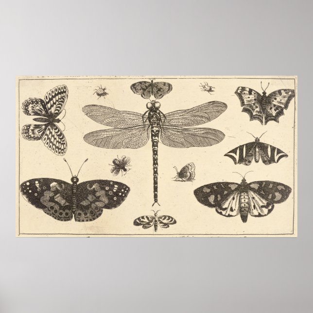 Libellen, Ladyvögel und Schmetterlinge Poster (Vorne)