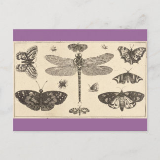 Libellen, Ladyvögel und Schmetterlinge Postkarte
