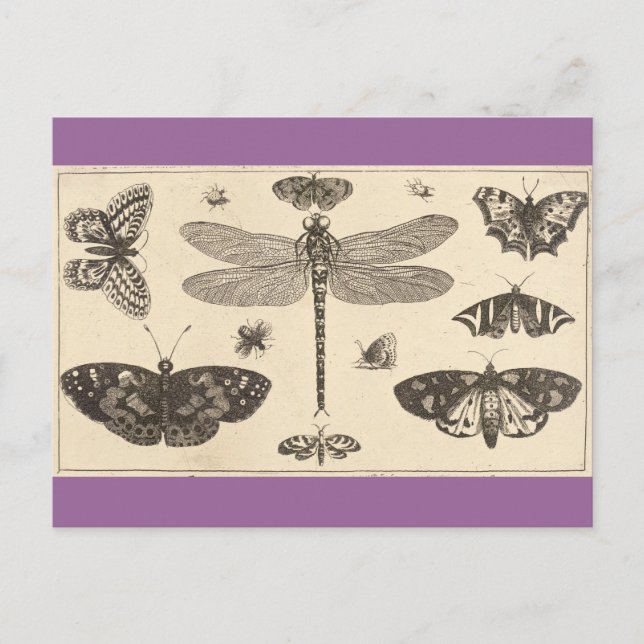 Libellen, Ladyvögel und Schmetterlinge Postkarte (Vorderseite)