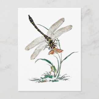Libellen-Magie Postkarte