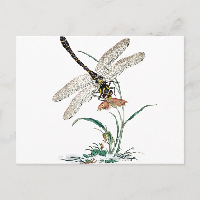 Libellen-Magie Postkarte (Vorderseite)