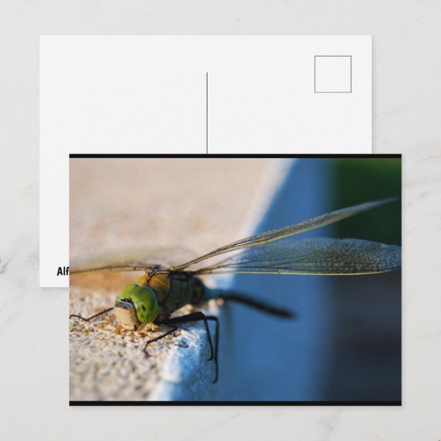 Libellenflügel Postkarte (Vorne/Hinten)
