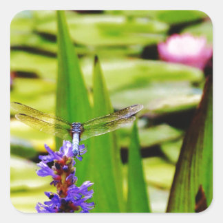 Libellenlotus und lila Blume Quadratischer Aufkleber