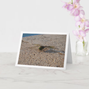 Libellenporträt Karte