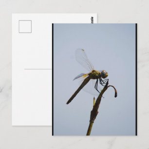 Libellenporträt mit Spazierstock Postkarte