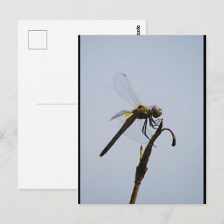 Libellenporträt mit Spazierstock Postkarte