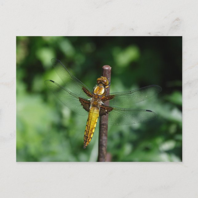 Libellula depressa postkarte (Vorderseite)