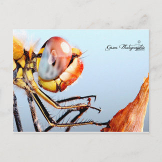 Libellule de Pourrières Postkarte