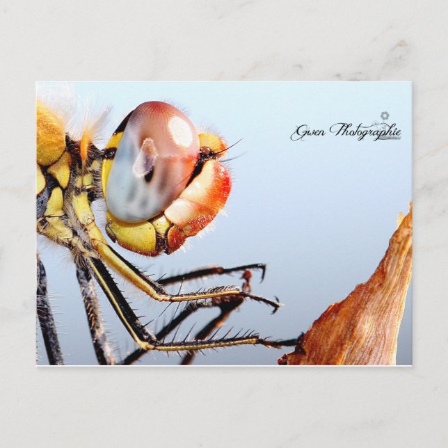 Libellule de Pourrières Postkarte (Vorderseite)