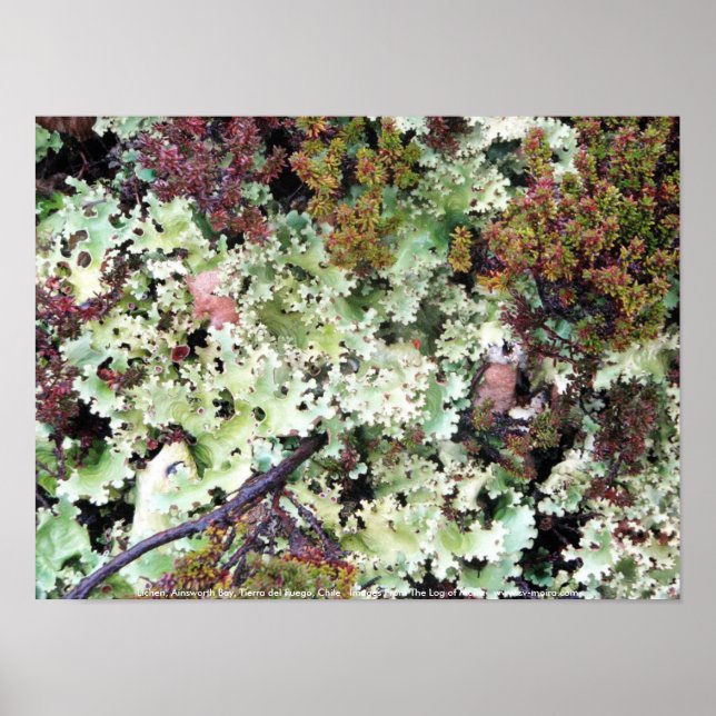 Lichen, Ainsworth Bay, Tierra del Fuego, Chile Poster (Vorne)