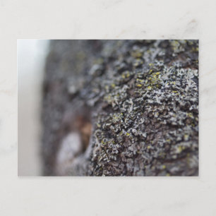 Lichen auf Bark Postkarte