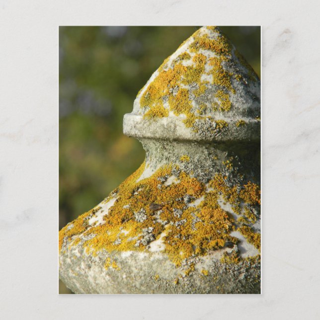 Lichen Covered Friedhof Obelisk Postkarte (Vorderseite)