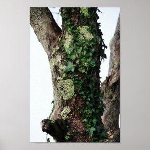 Lichen & Ivy Poster