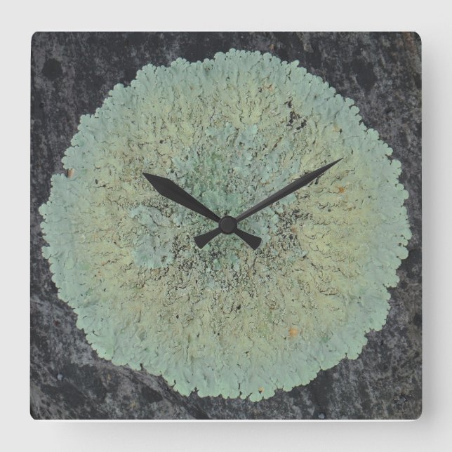 Lichen Mossy Circle Quadratische Wanduhr (Vorderseite)