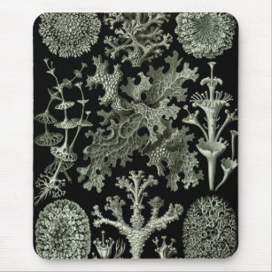 Lichen von Ernst Haeckel, Pflanze für Vintage Natu Mousepad