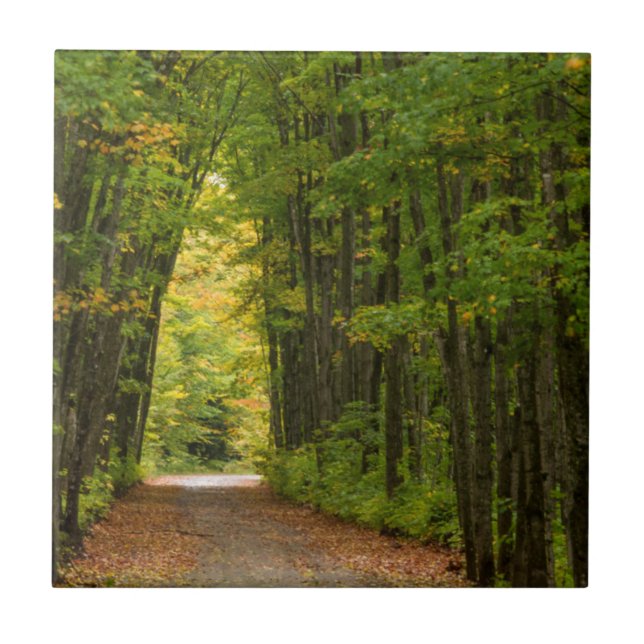 Licht am Ende eines Baumtunnels Fliese (Vorderseite)