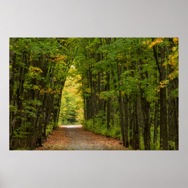 Licht am Ende eines Tunnels aus Bäumen Poster (Vorne)