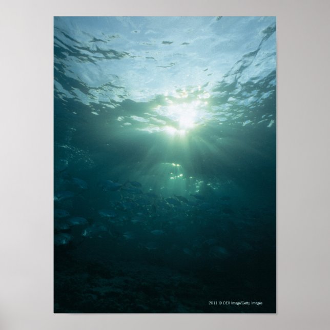Licht auf Korallenriff und Fischschule Poster (Vorne)