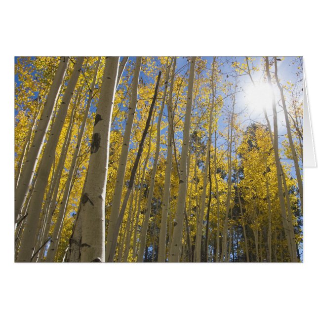 Licht durch das Aspen (Vorderseite (Horizontal))