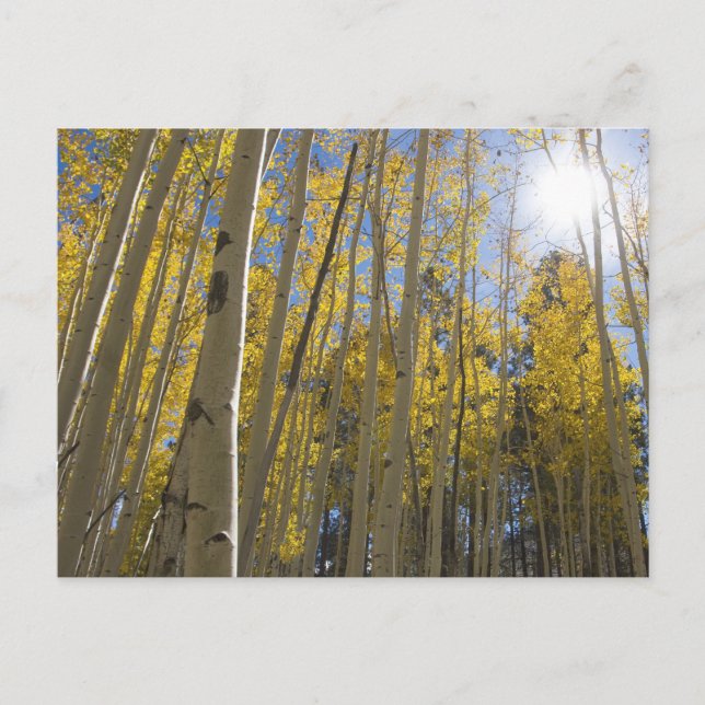 Licht durch das Aspen Postkarte (Vorderseite)