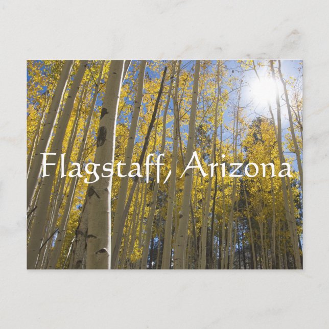 Licht durch die Aspen Bäume. Flagstaff, Arizona Postkarte (Vorderseite)