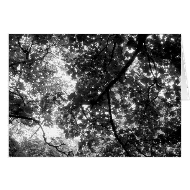 Licht durch die Bäume (Vorderseite (Horizontal))