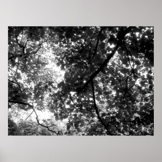 Licht durch die Bäume Poster (Vorne)