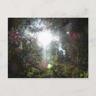 Licht durch die Bäume Postkarte