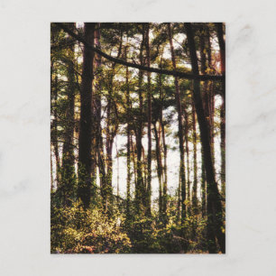 Licht durch die Waldbäume Postkarte