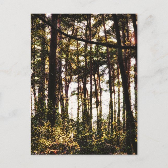 Licht durch die Waldbäume Postkarte (Vorderseite)