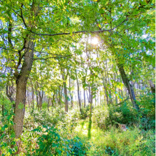 Licht im Forest Sketchbook Notizbuch