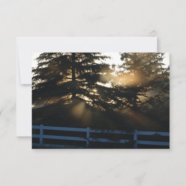 Licht in Bäumen Christliche Sympathiekarten Karte (Vorderseite)