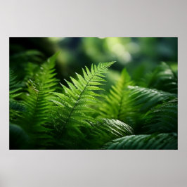 Licht und Farne  Poster