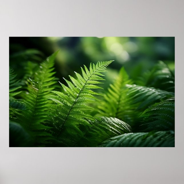 Licht und Farne  Poster (Vorne)