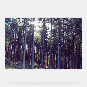 Licht zwischen den Kiefern - Wilde Natur Rumänien Acrylschild